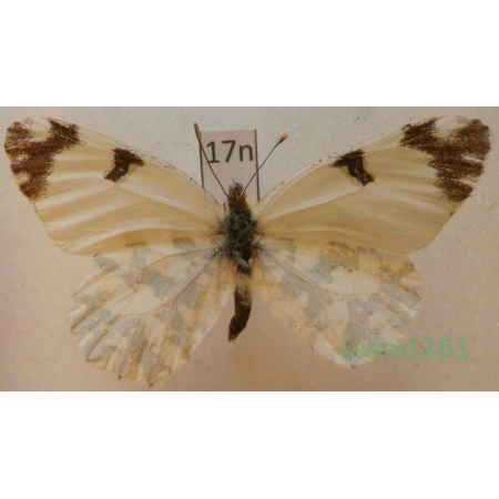 Euchloe ausonia (Hubner, 1805) Turkey17n